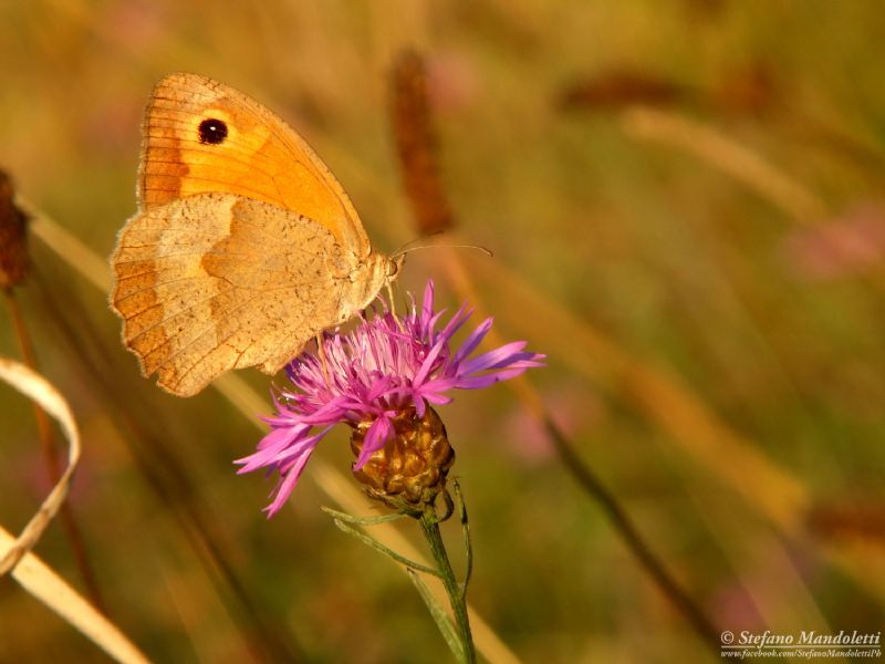 ID. FARFALLA - Maniola jurtina