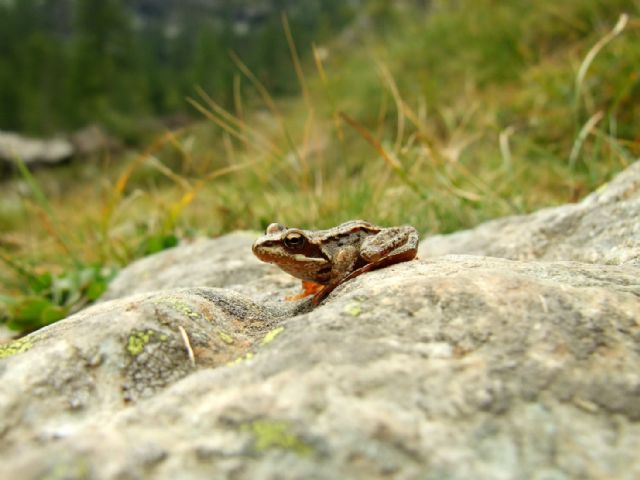 Identificazione Rana - Rana temporaria