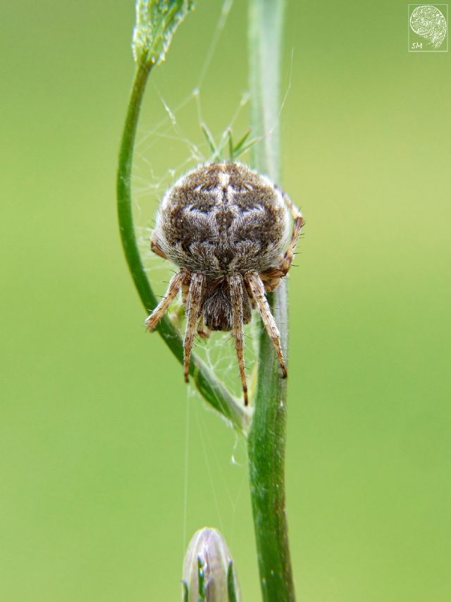 Agalenatea redii - Arquata Scrivia (Al)