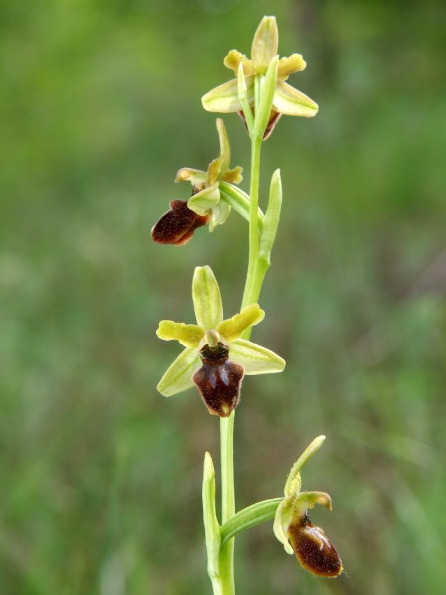 Ophrys cfr. sphegodes