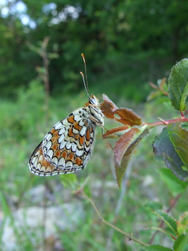 Identificazione farfalla - Melitaea phoebe