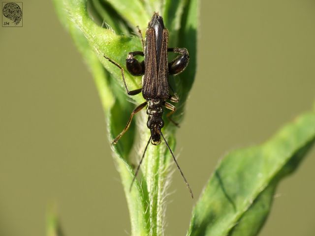 Oedemera flavipes, maschio, Oedemeridae