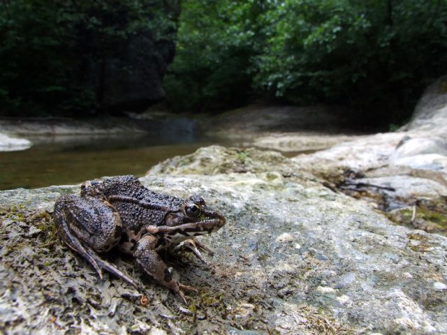 Rana verde? S, Pelophylax sp. (prov. Alessandria)