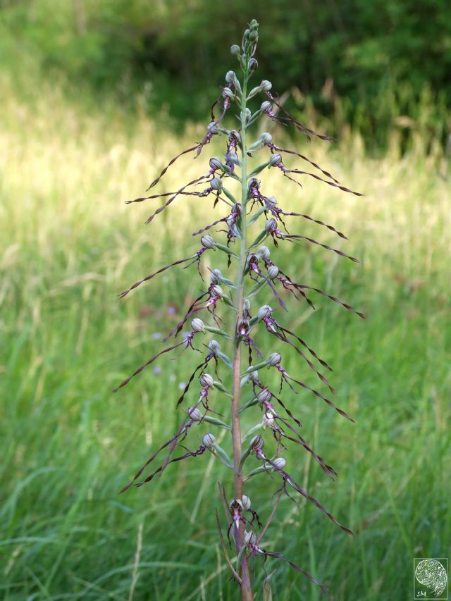 Identificazione orchidea - Himantoglossum adriaticum...?