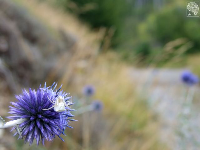 Thomisus onustus - roccaforte ligure