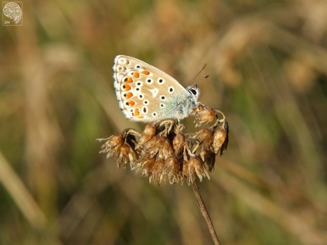 Identificazione farfalla - Polyommatus (Lysandra) bellargus