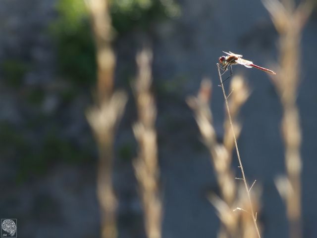 Identificazione libellula