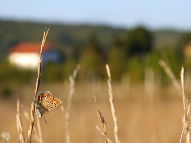 Polyommatus icarus e Melitaea didyma