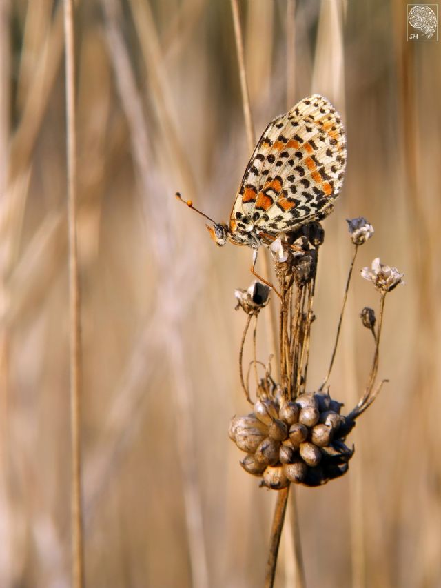 Polyommatus icarus e Melitaea didyma