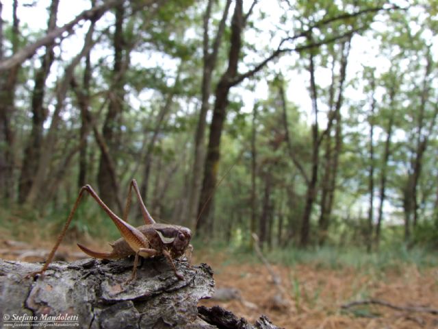 Identificazione cavalletta:  Pholidoptera fallax, femmina (Tettigoniidae)