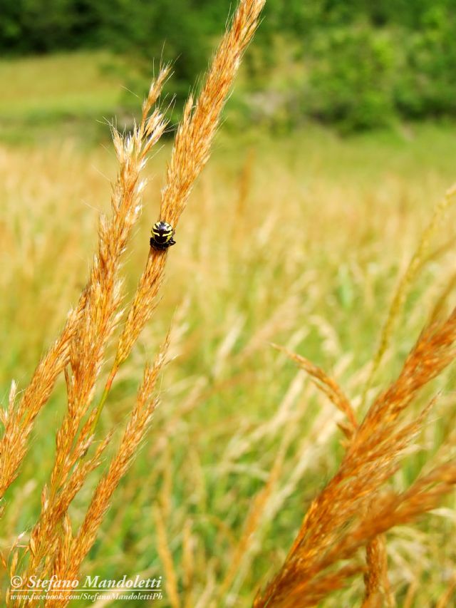 Identificazione ragno