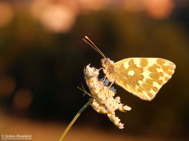 Pontia sp., Pieridae