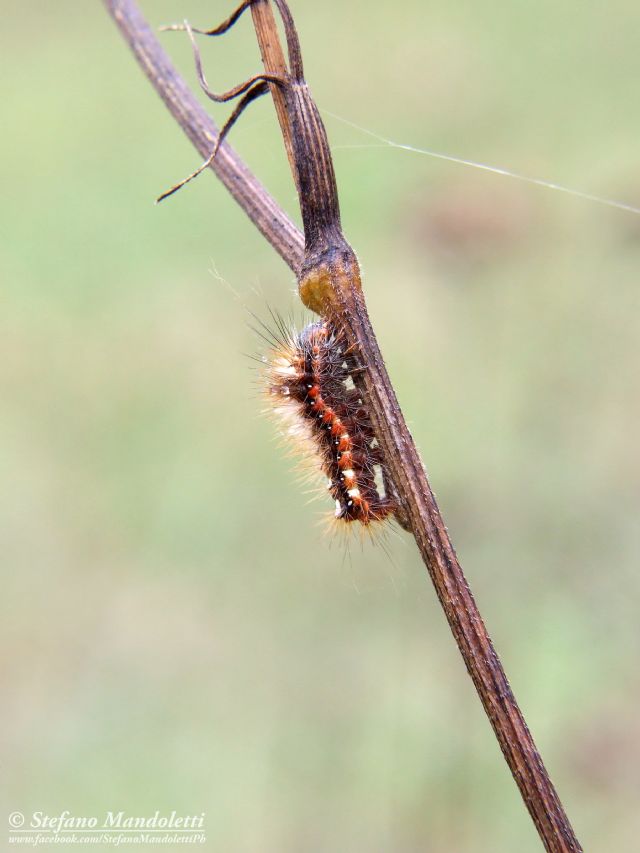 Identificazione larva - Acronicta (Viminia) rumicis