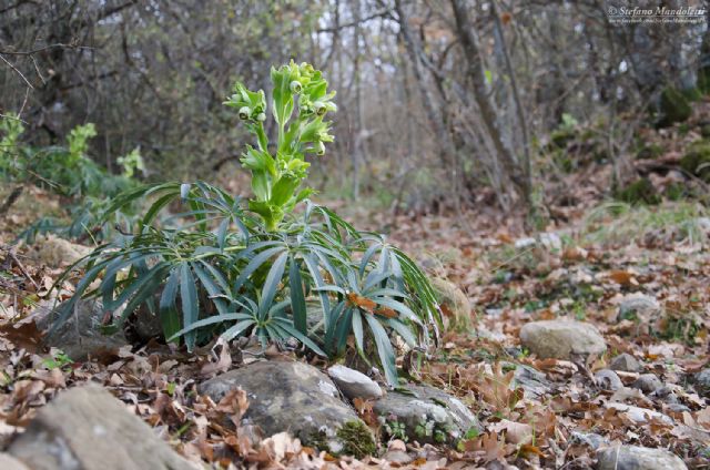 Helleborus foetidus