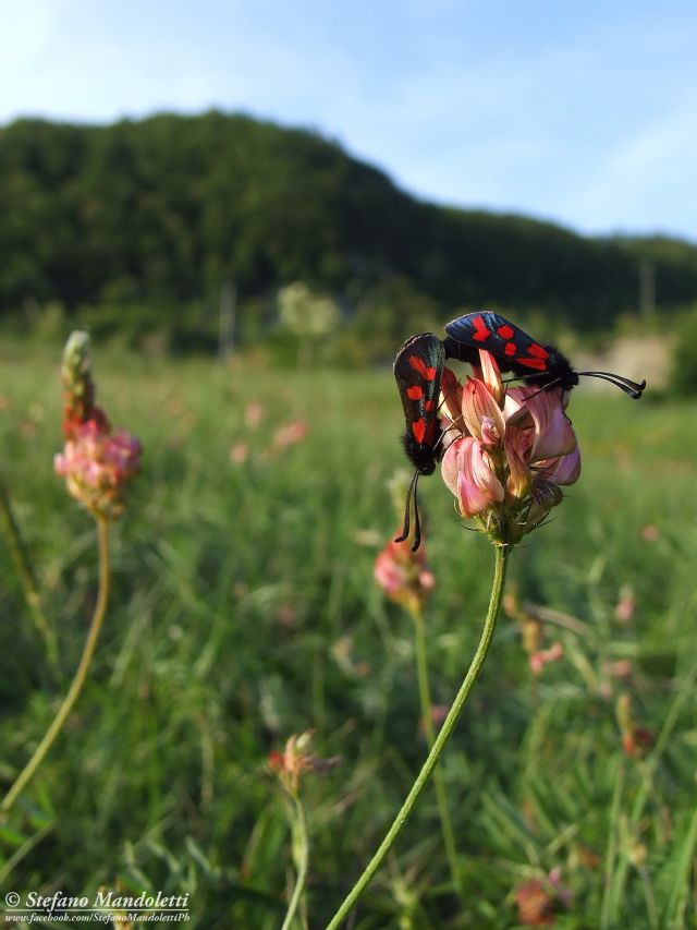 Zygaena (Zygaena) oxytropis, Zygaenidae