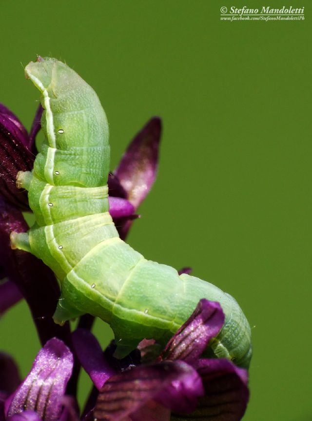 Larva da identificare - Cfr. Orthosia (Semiophora) gothica