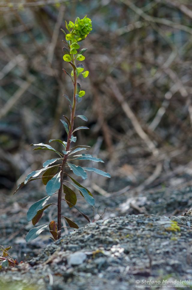 Identificazione pianta - Euphorbia cfr. characias