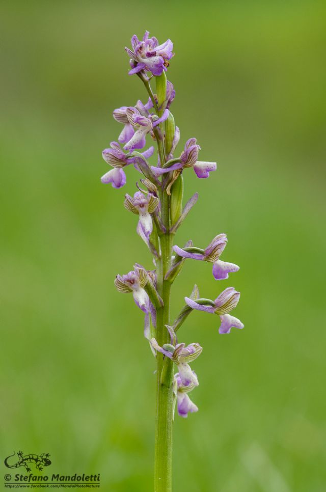 Anacamptis morio