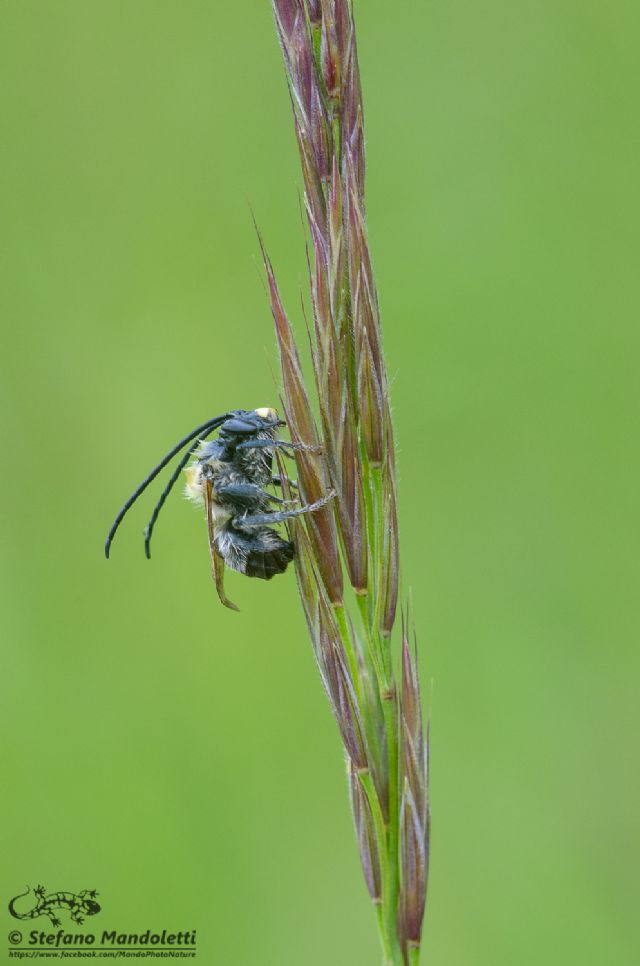 Apidae: Eucera sp.