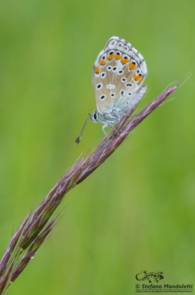 Identificazione farfalla