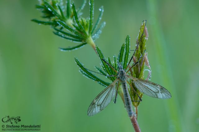 Tipula sp. (Tipulidae)