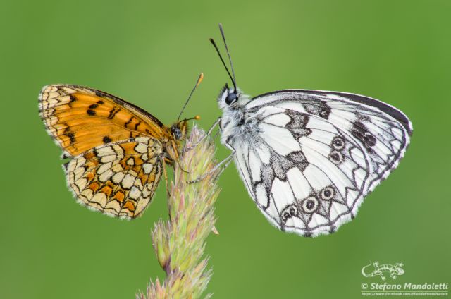 Identificazione farfalle - Melanargia galathea e Melitaea athalia