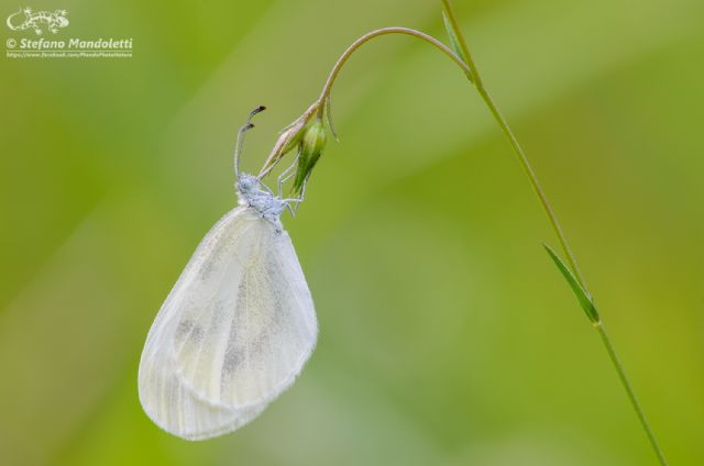 Id. Farfalla: Leptidea sp. -  Pieridae