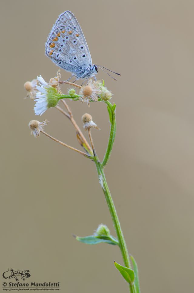 Identificazione farfalla - Polyommatus sp., Lycaenidae