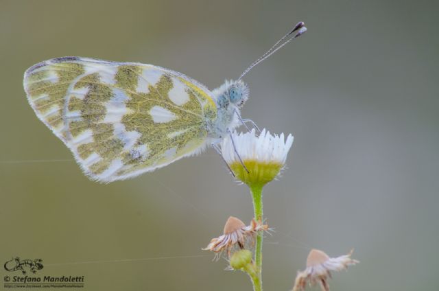 Identificazione farfalla - Pontia sp., Pieridae