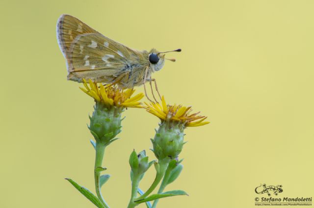 Identificazione farfalla - Hesperia comma, Hesperiidae