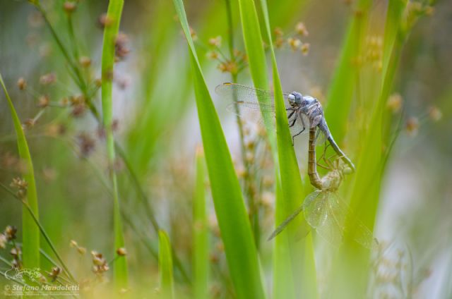 Id. Libellula: Orthetrum brunneum