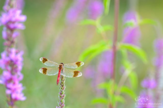 Sympetrum pedemontanum, maschio