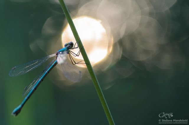 Lestes cfr. sponsa, femmina