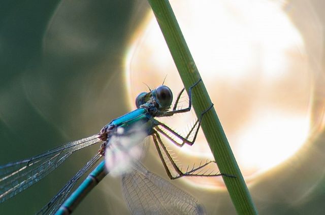 Lestes cfr. sponsa, femmina