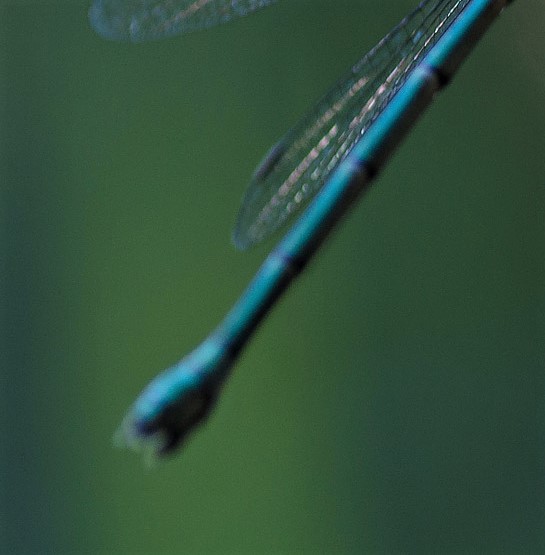 Lestes cfr. sponsa, femmina