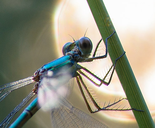 Lestes cfr. sponsa, femmina