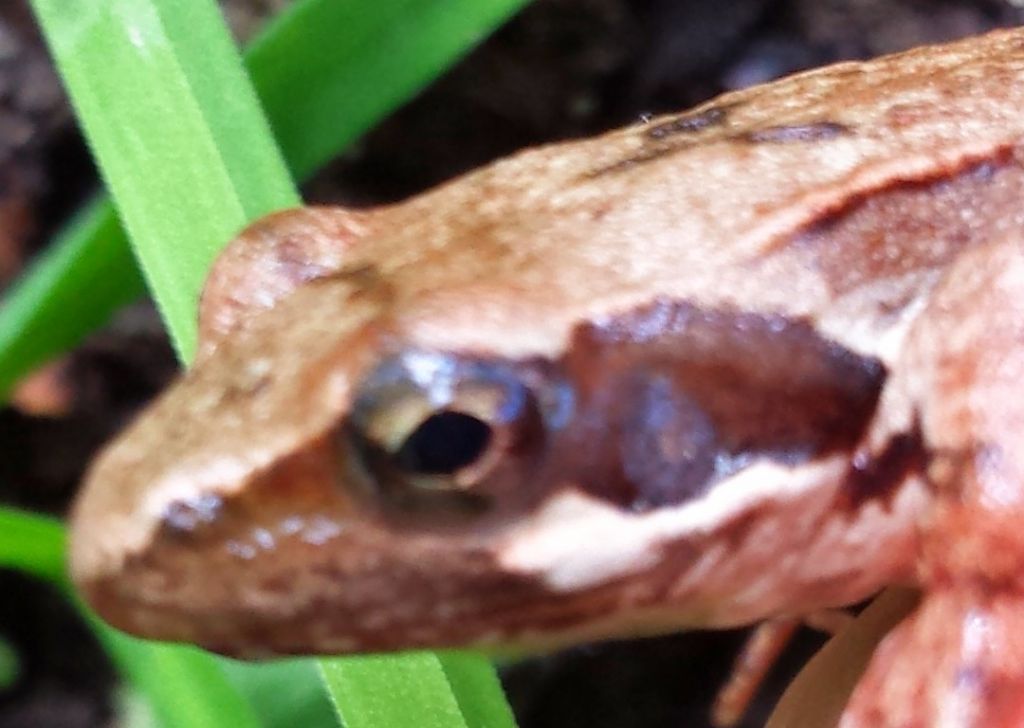 Rana latastei