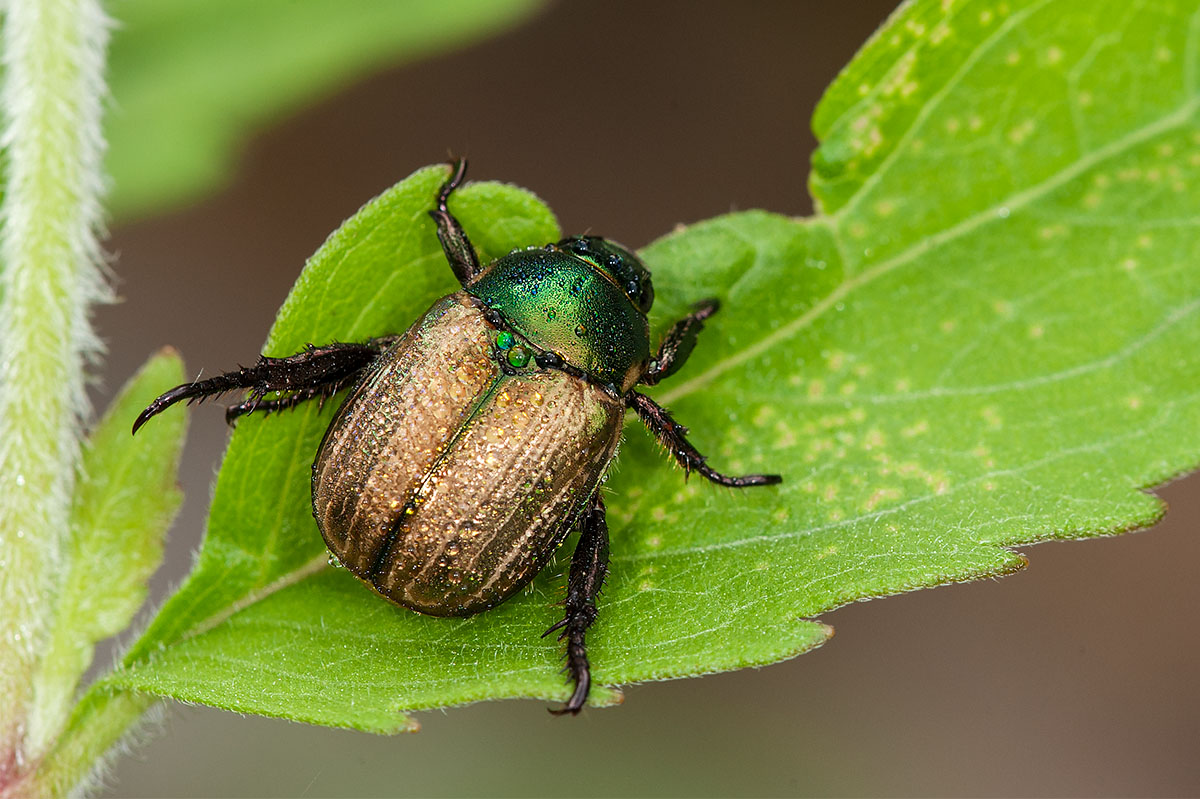 Rutelidae:  Mimela junii junii