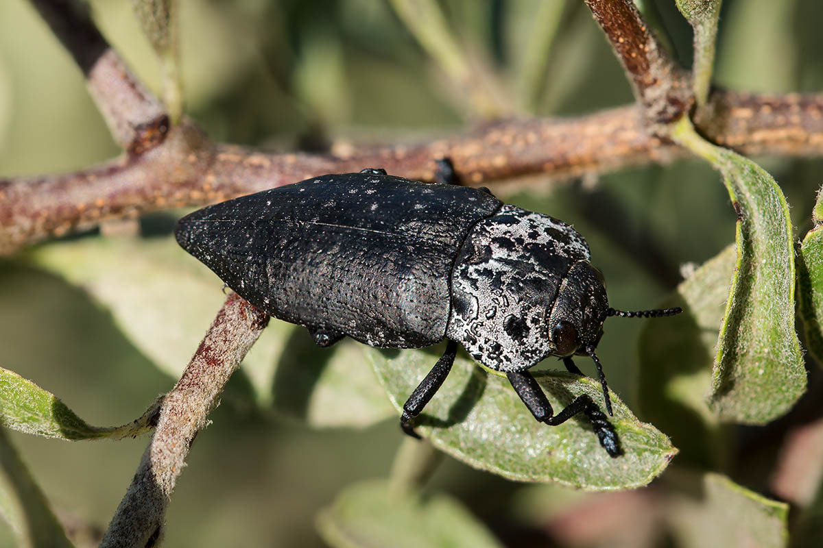 Buprestidae: Capnodis tenebrionis