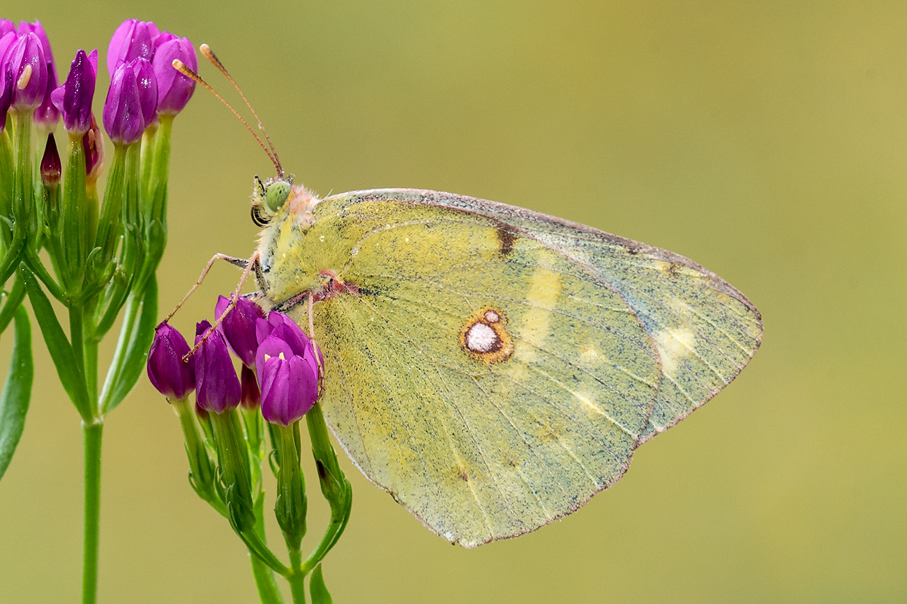 Colias?  S, Coliaas crocea , femmina