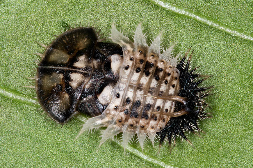 Chrysomelidae: pupa di Cassida sp. (cfr. C. deflorata)