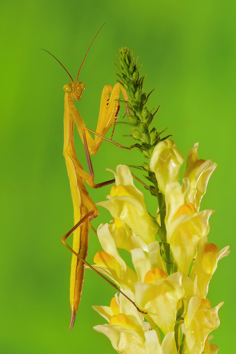 Mantide religiosa variet......