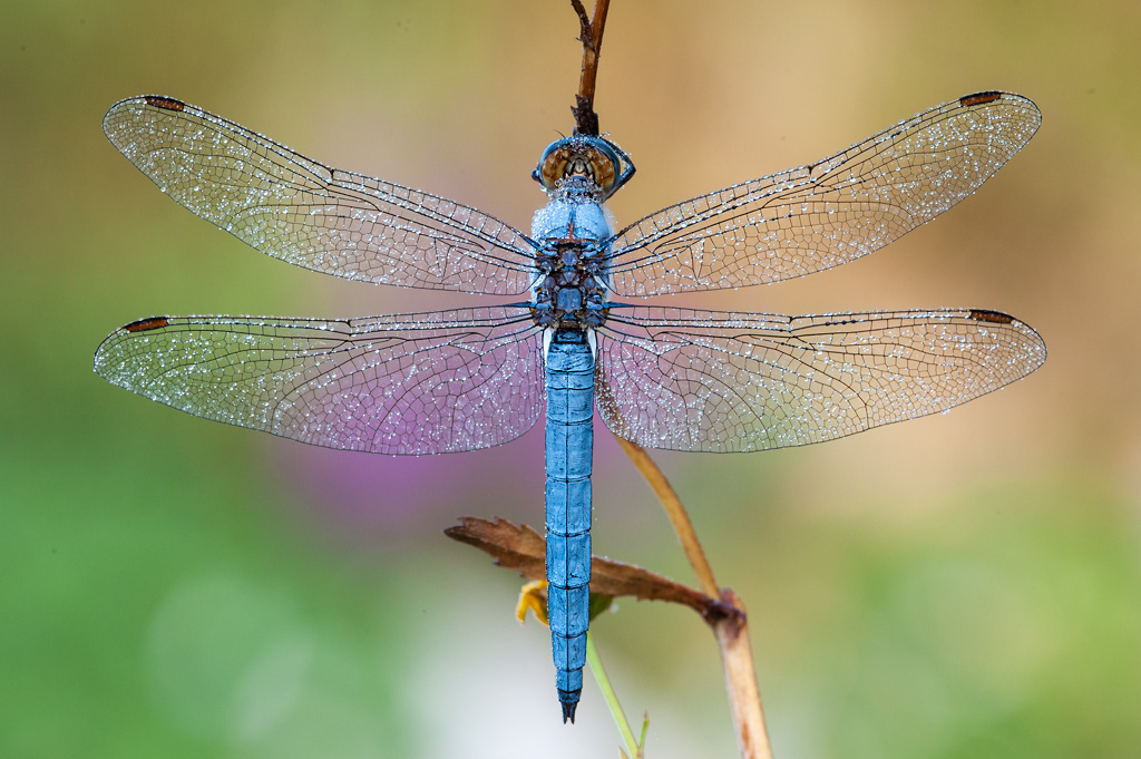 Orthetrum brunneum