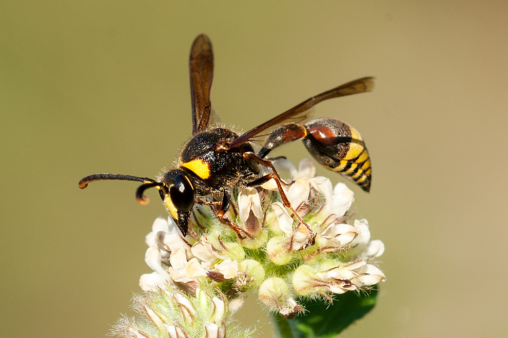 Delta unguiculatum (Vespidae Eumeninae)