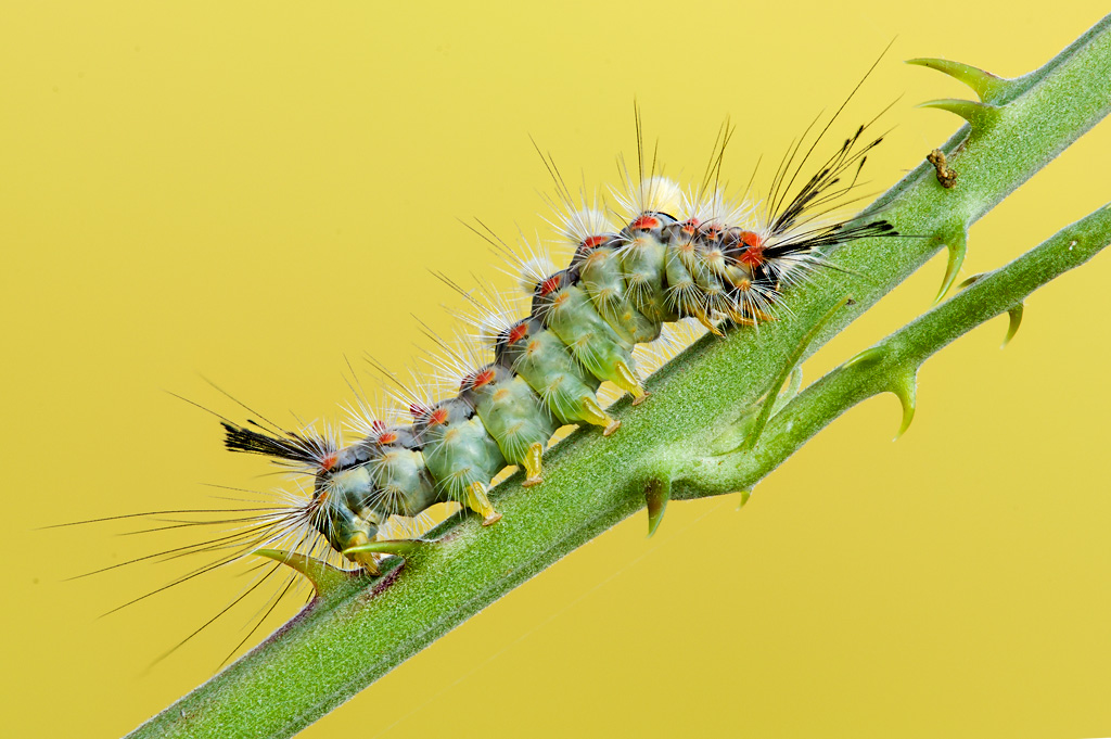 Bruco peloso - Orgyia (Orgyia) antiqua