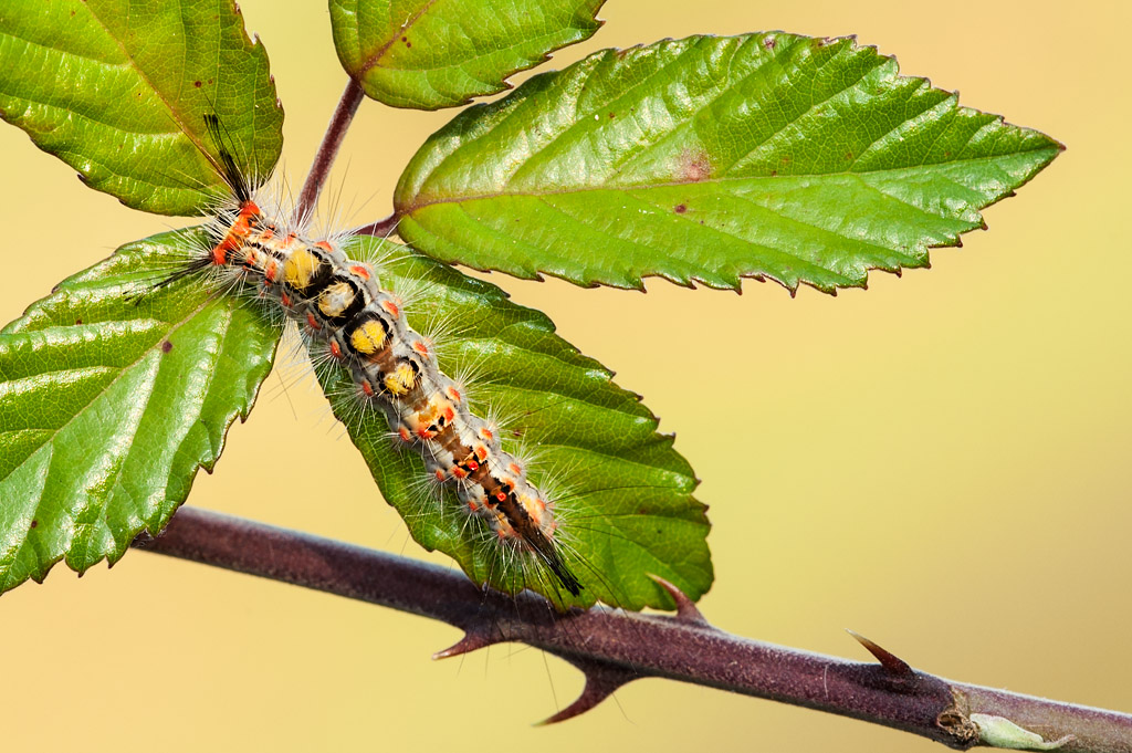 Bruco peloso - Orgyia (Orgyia) antiqua