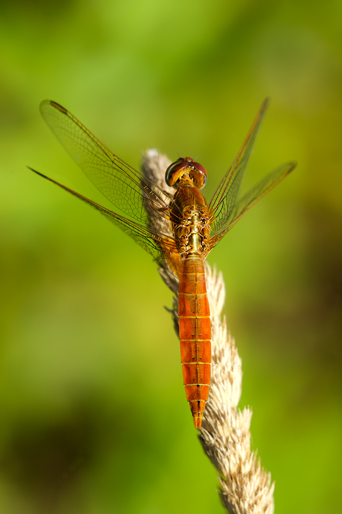 Crocothemis erythraea (Libellulidae)