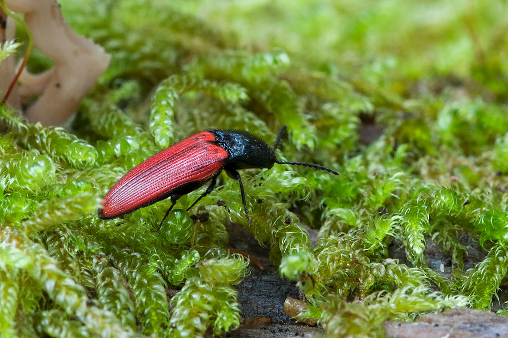 Ampedus sp., Elateridae