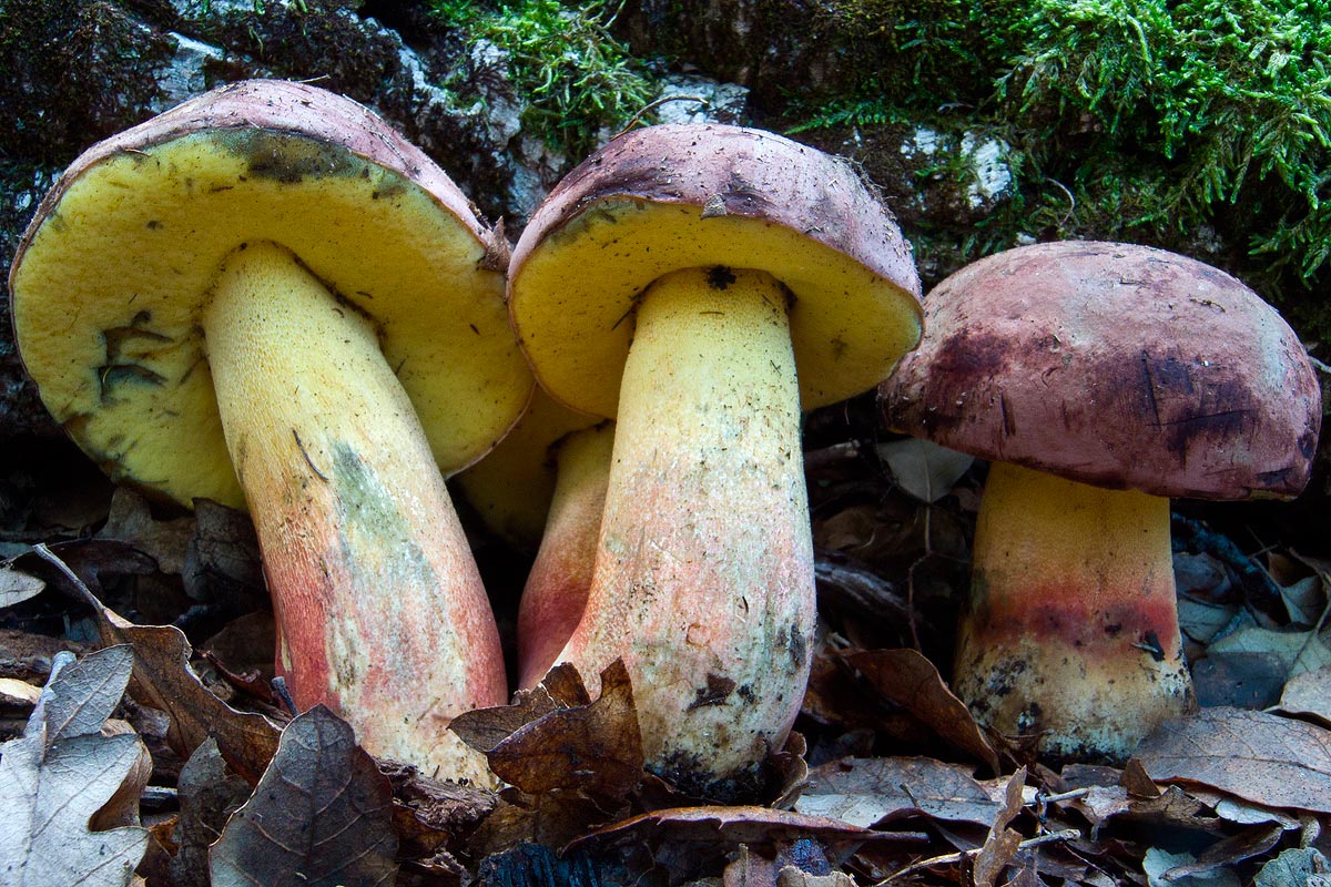 Boletus pseudoregius ?