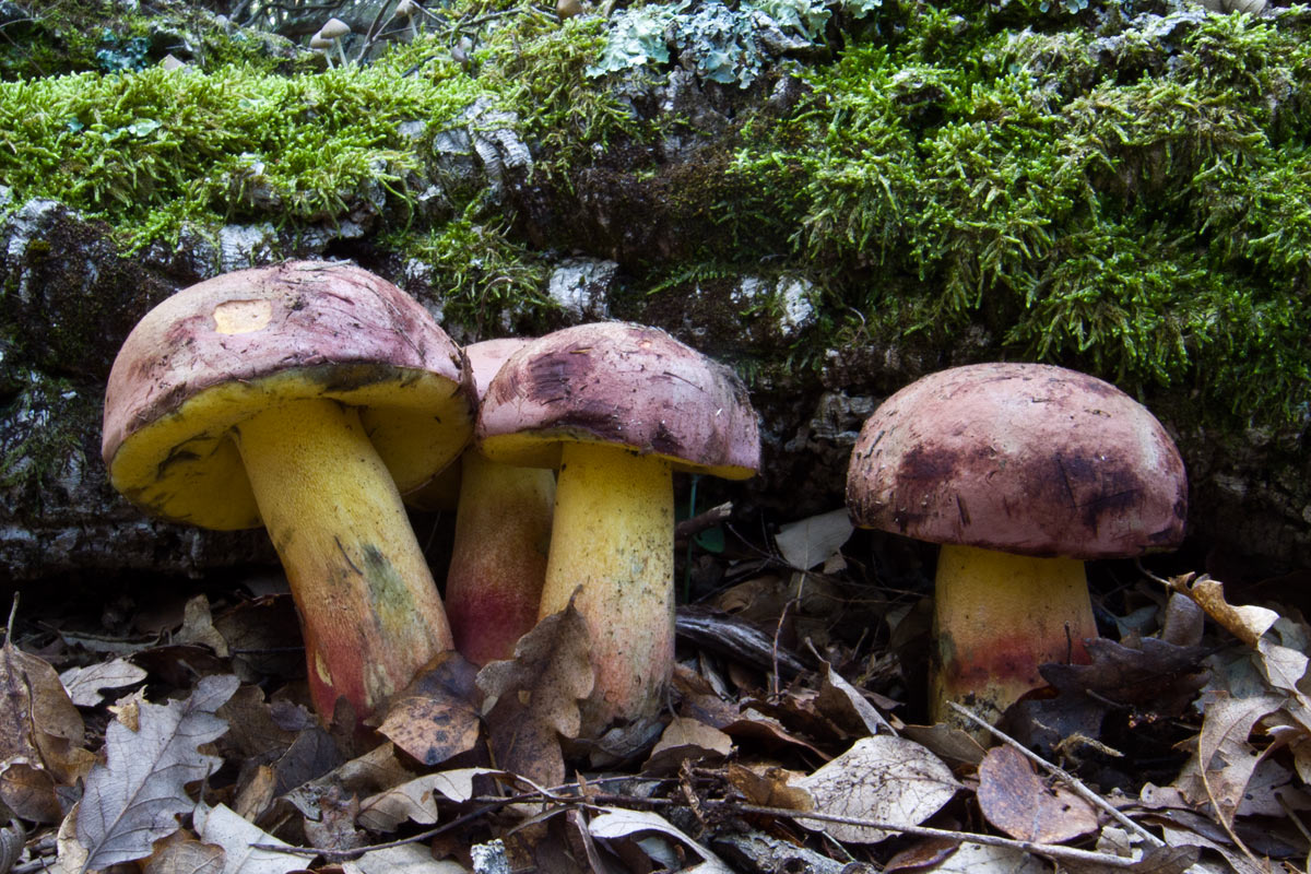 Boletus pseudoregius ?